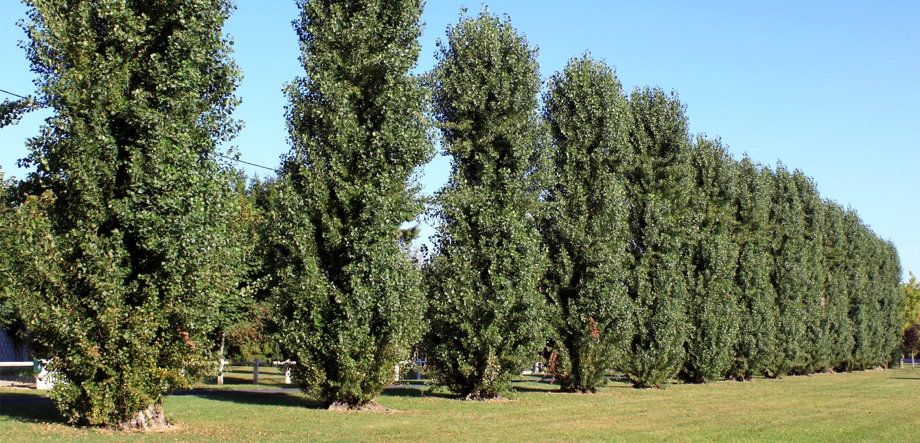 Strategic Tree Placement Can Reduce Outside Noise Complete Tree Care