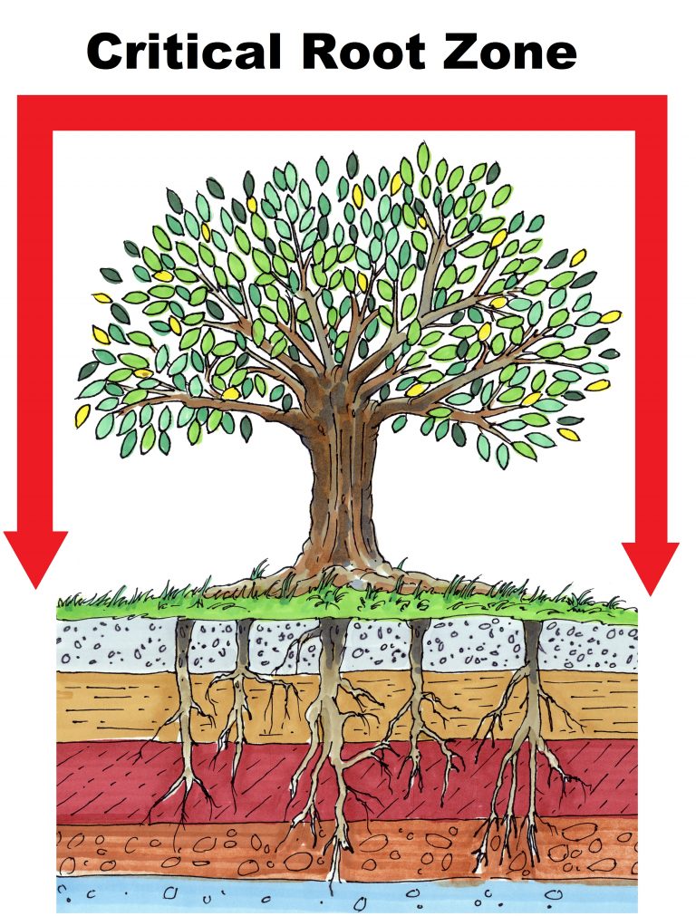 How to Measure a Tree’s Critical Root Zone Complete Tree Care