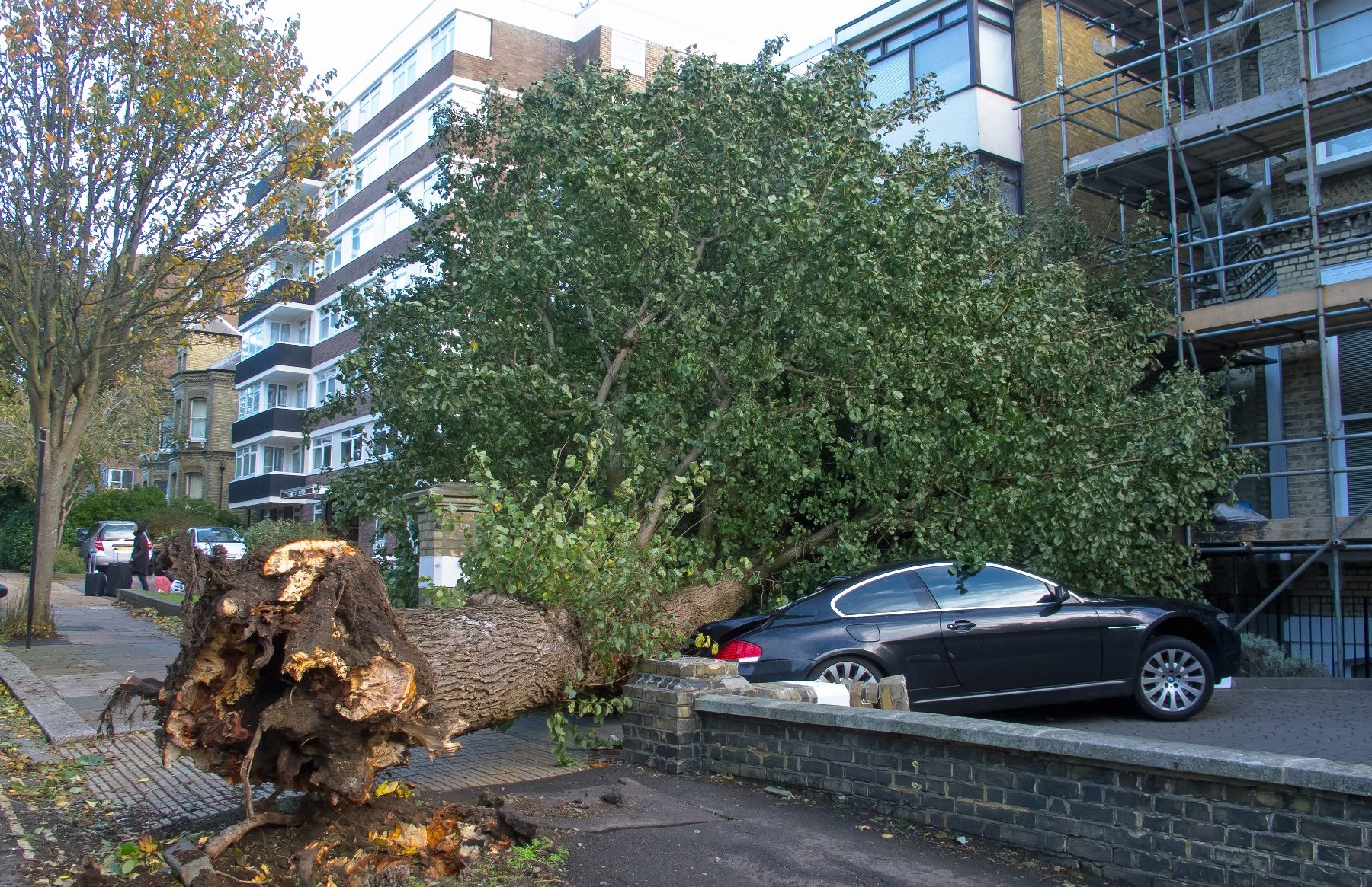 How to Identify a Dangerous Tree Complete Tree Care
