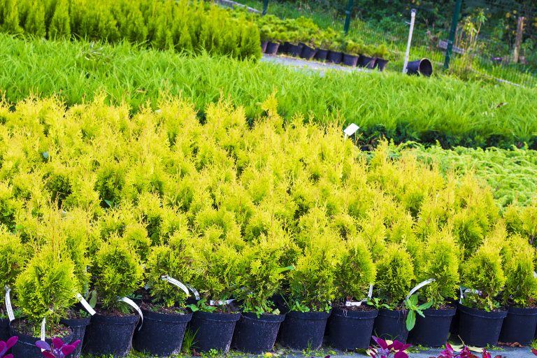 Evergreen Trees That Grow Fast Complete Tree Care