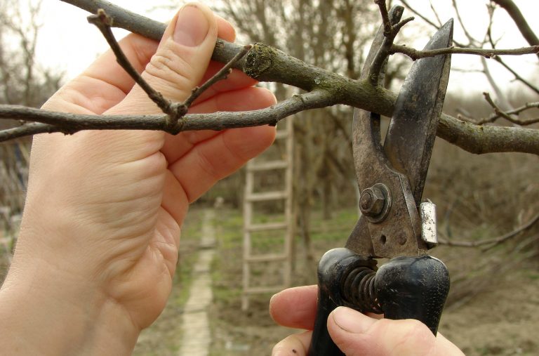 crown reduction trees Complete Tree Care