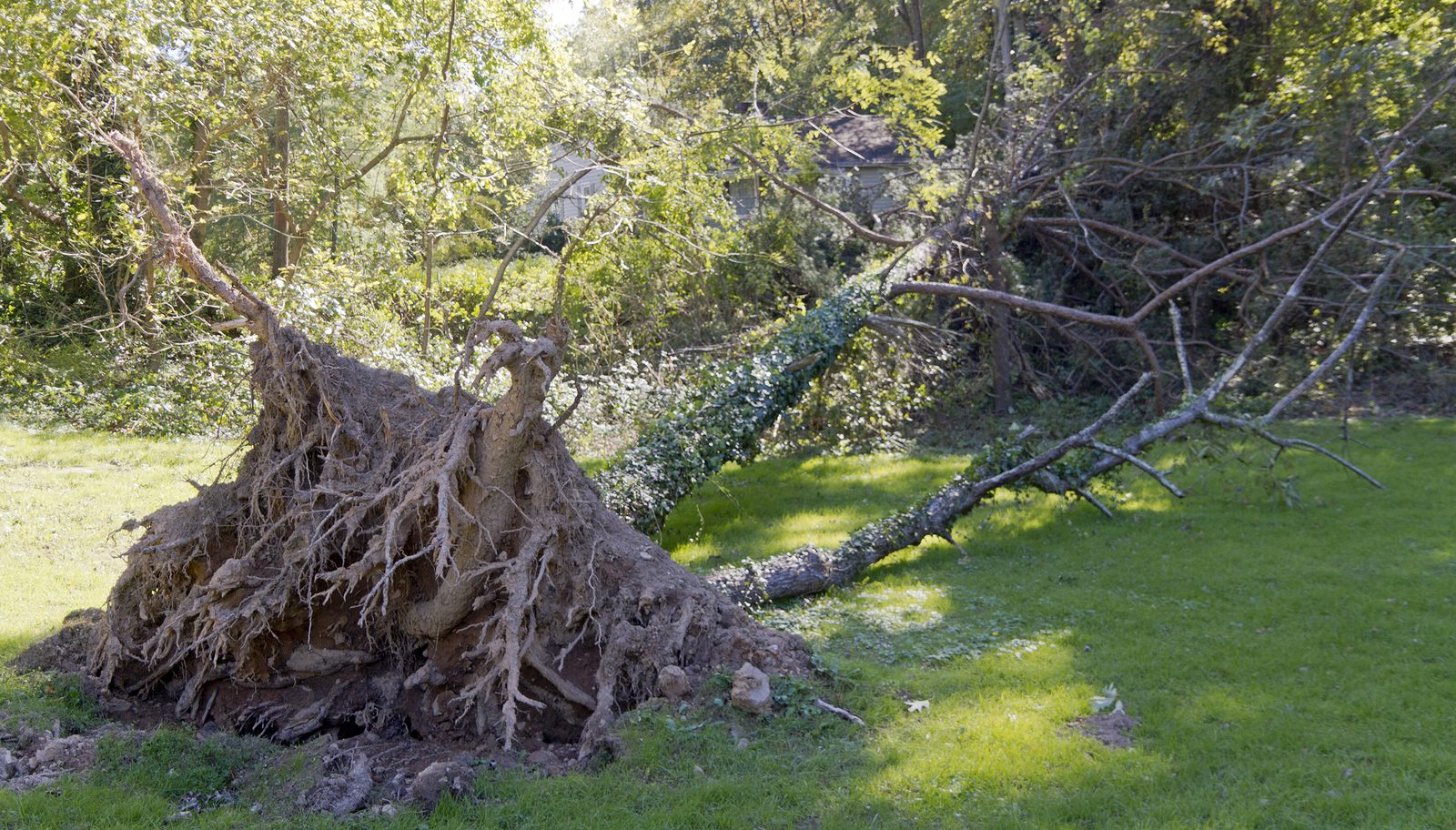 What You Need to Know About Uprooted Trees Complete Tree Care