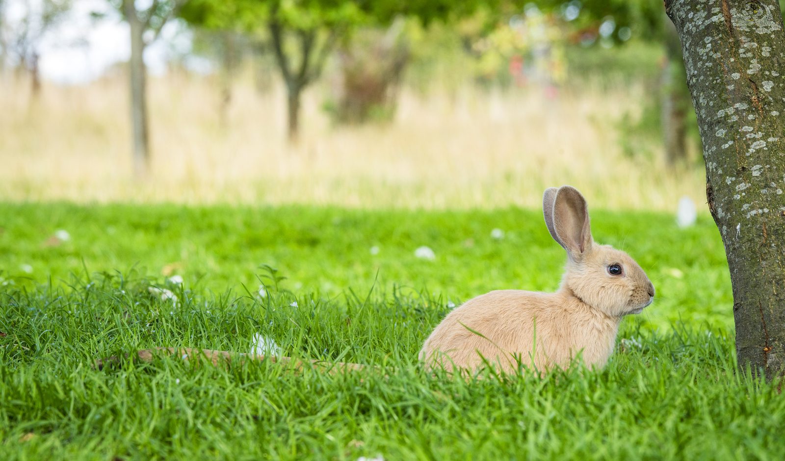 Are Rabbits Damaging Your Trees? Complete Tree Care