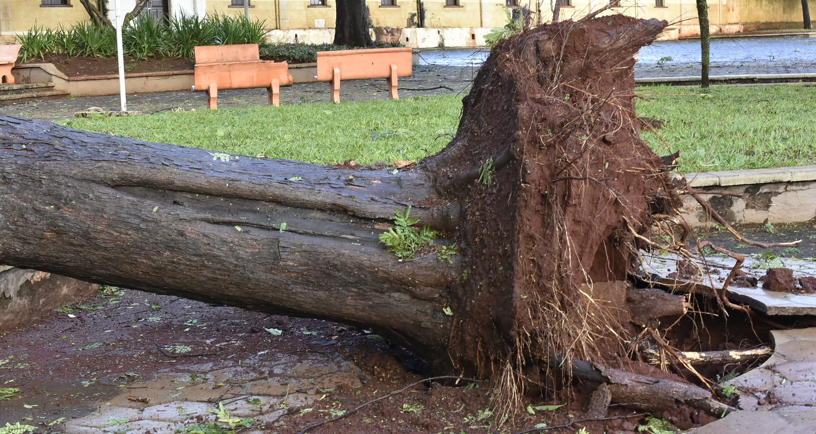 Can I Replant a Fallen Tree? Complete Tree Care