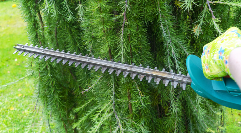 Essential Tree Care Tips to Get Your Spring Started | Complete Tree Care