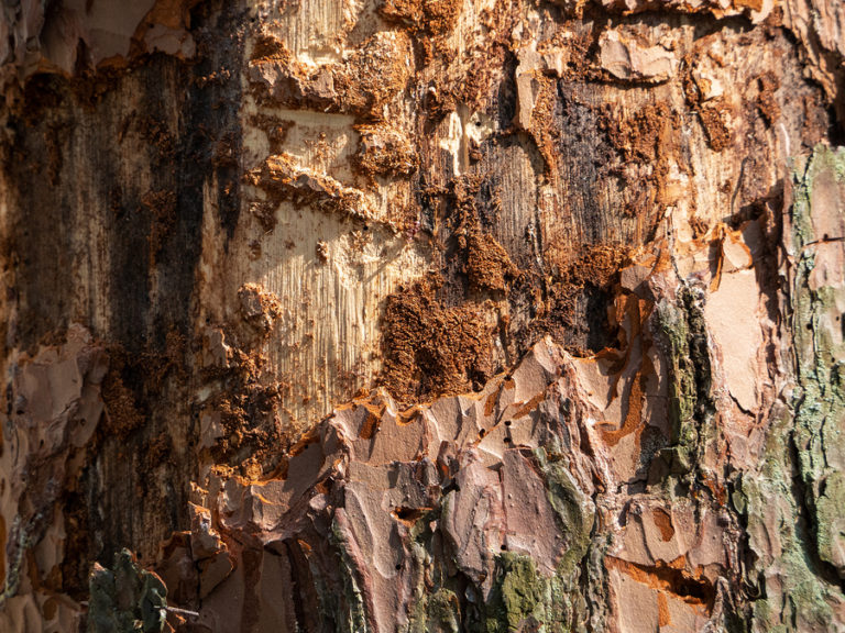 How to Spot the Signs of Tree Stress | Complete Tree Care