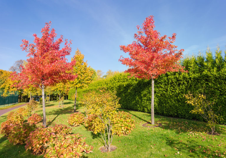 Indiana Hardy Trees That Can Be Planted in Full Sun Locations