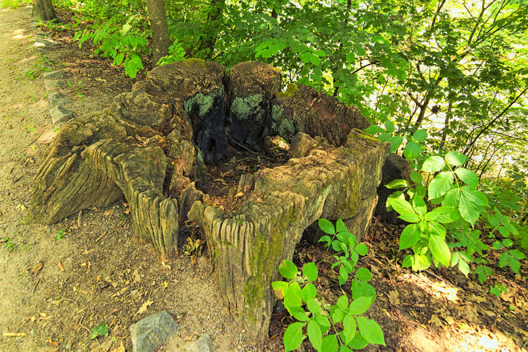 Quick Guide to Tree Stump Burning Complete Tree Care