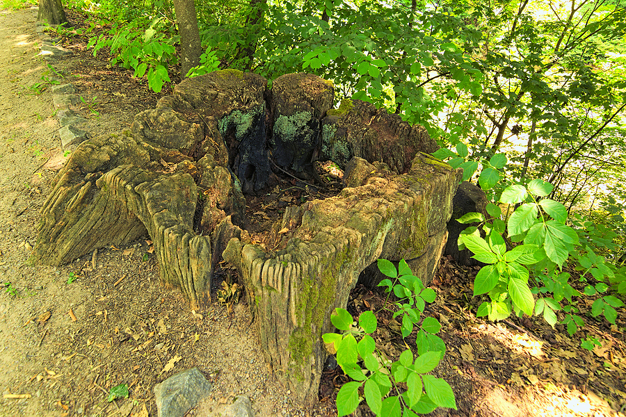 Indianapolis Stump Removal Service 