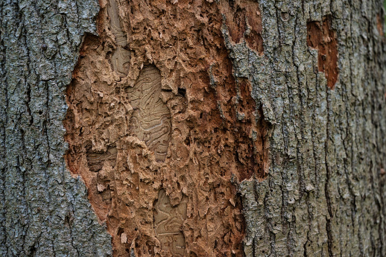 What You Can Do About Tree Bark Damages Complete Tree Care