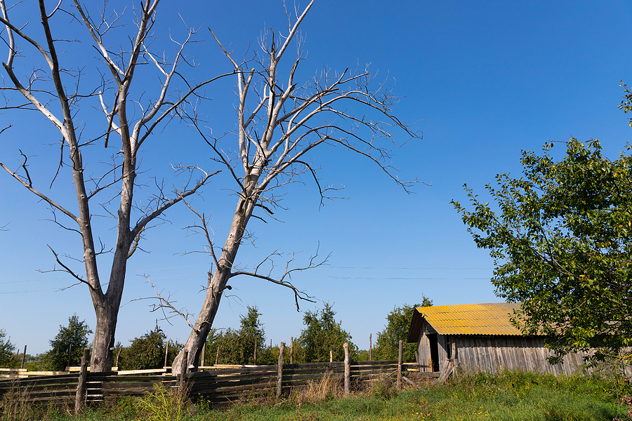 How to Identify Dead Trees on Your Property Complete