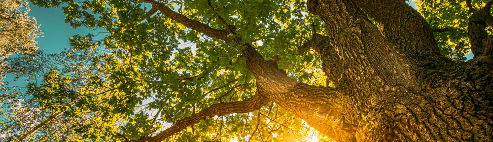 Oak Tree Removal Indianapolis IN
