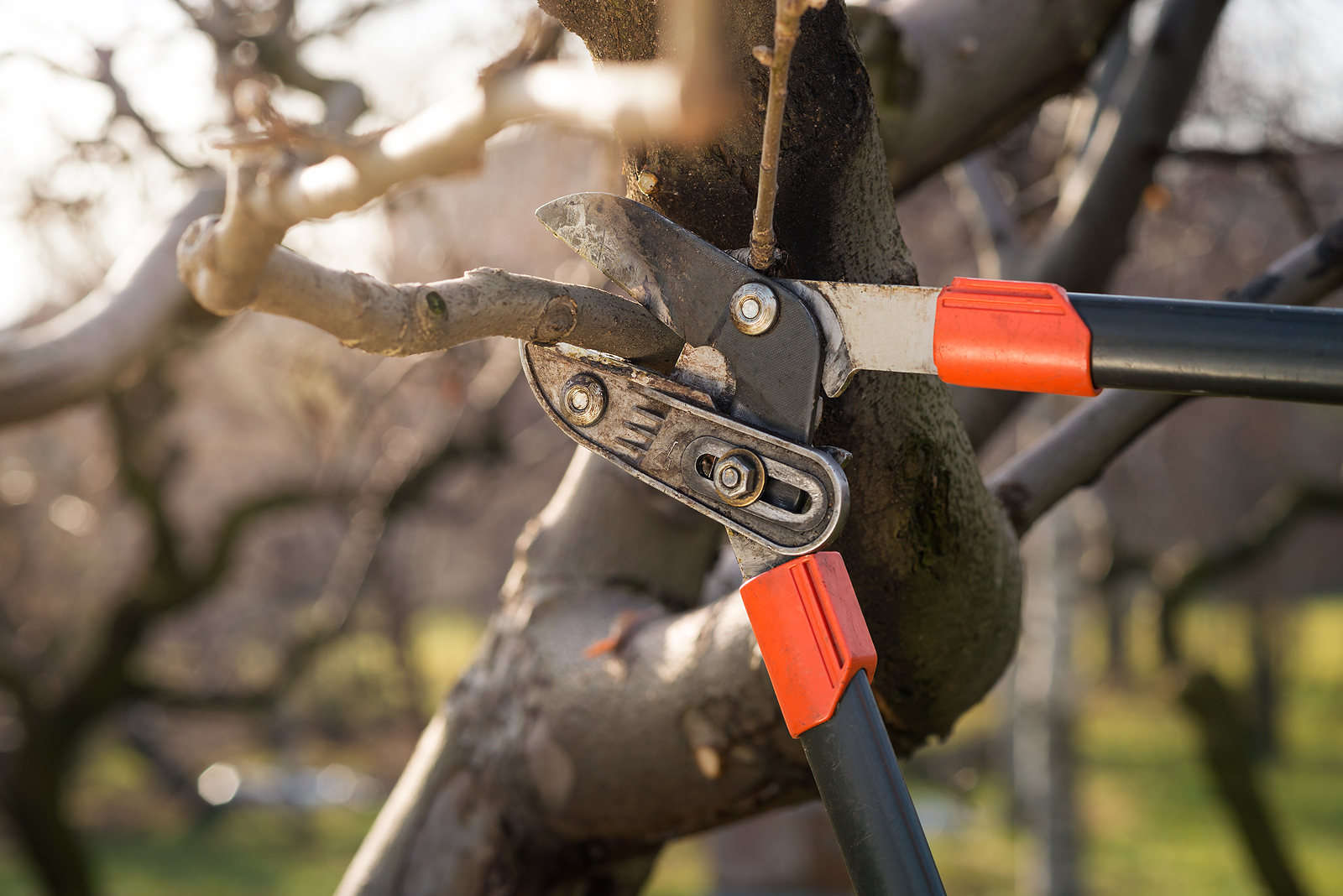 Fundamental Industry Advice for Tree Pruning Complete Tree Care