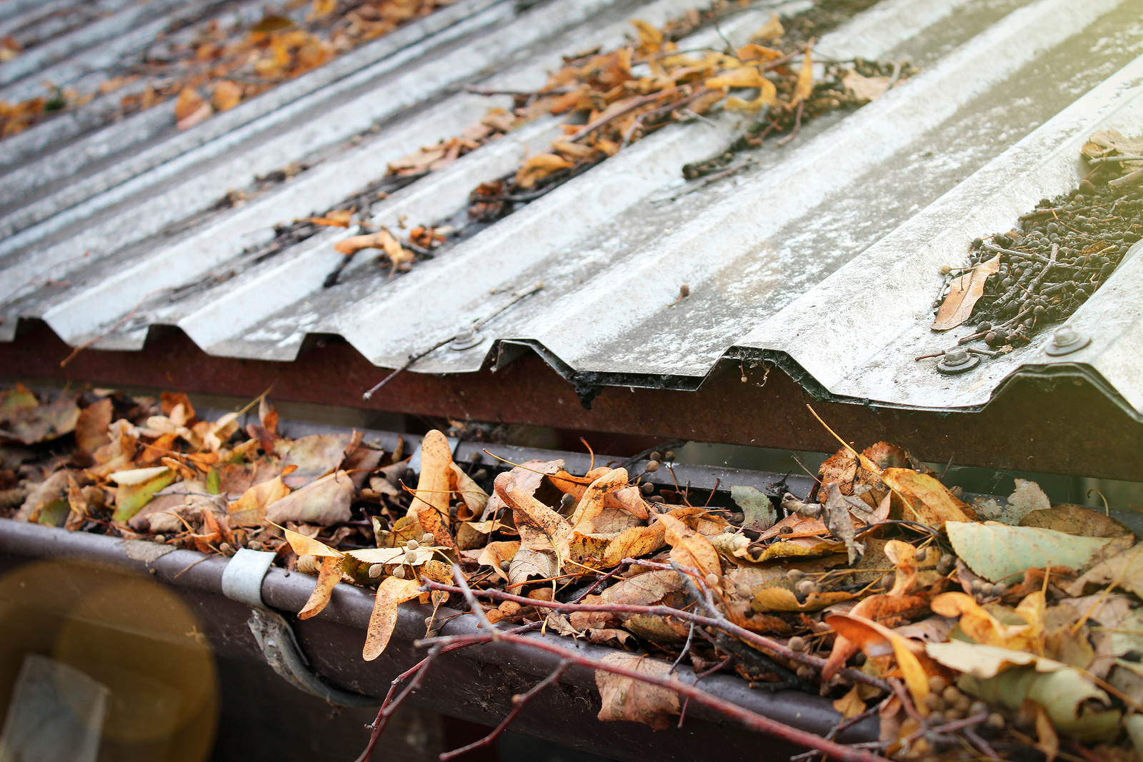 Why You Should Remove Tree Branches That Overhang the Roof Complete