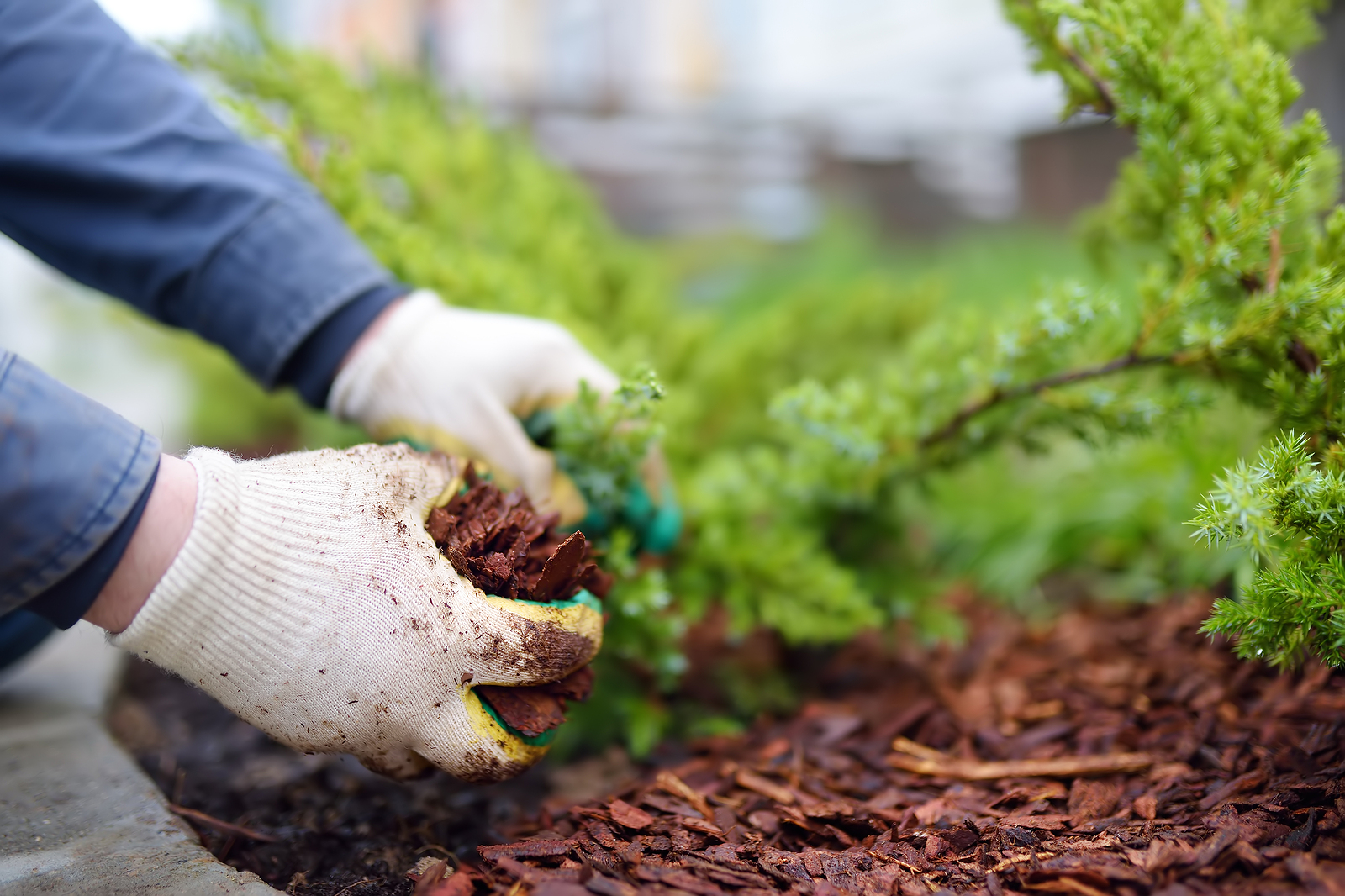 Why You Should Mulch Your Trees Every Spring and Winter | Complete Tree ...
