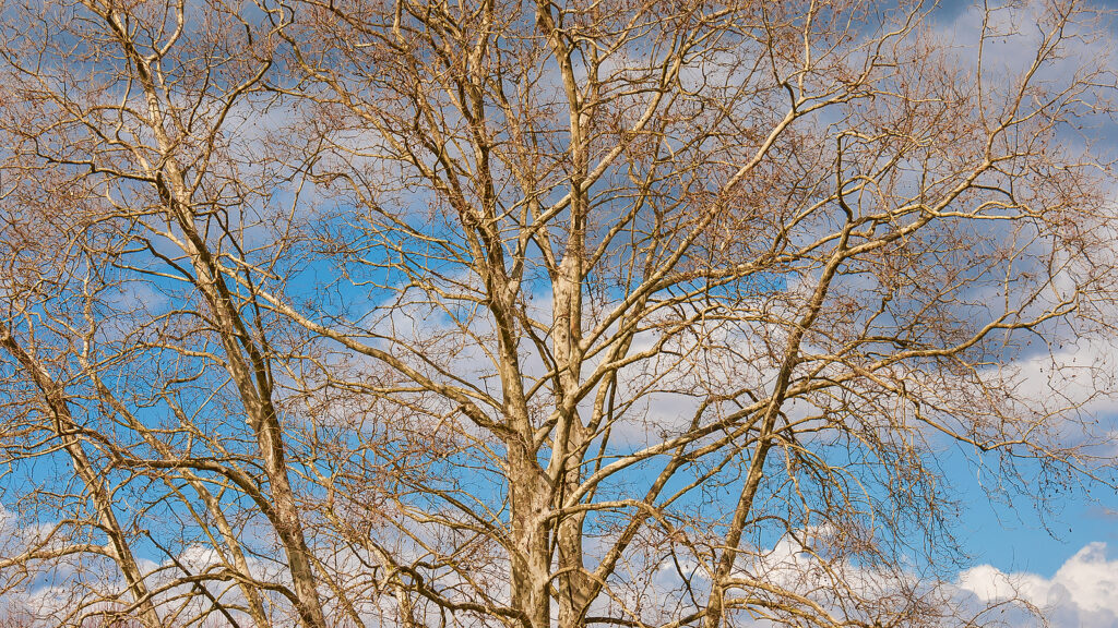 Sycamore Tree Removal Indianapolis IN 317-783-2518
