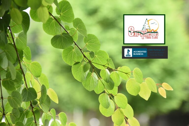 How to Get Indianapolis Tree Service at an Affordable Price Complete