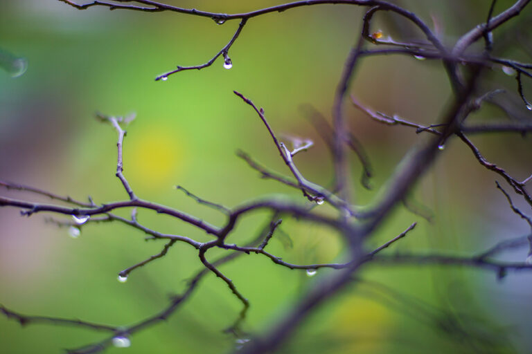 Is it Too Cold to Water My Trees? Complete Tree Care