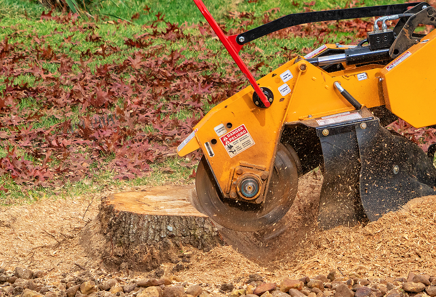 Call 317-783-2518 For Professional Stump Grinding in Indianapolis Indiana.