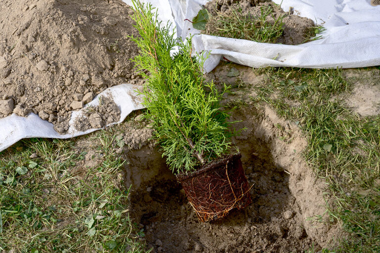 Top Tips for Avoiding Transplant Shock in Trees Complete Tree Care