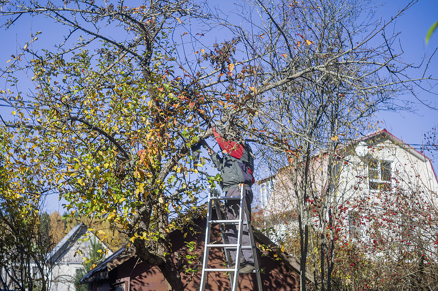 Call 317-783-2518 For Tree Trimming in Indianapolis Indiana