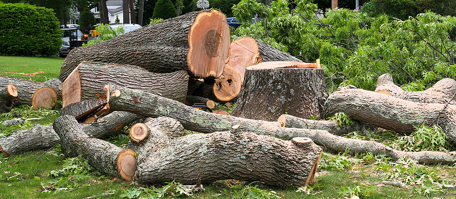 Call 317-783-2518 For Indianapolis Tree Removal Services