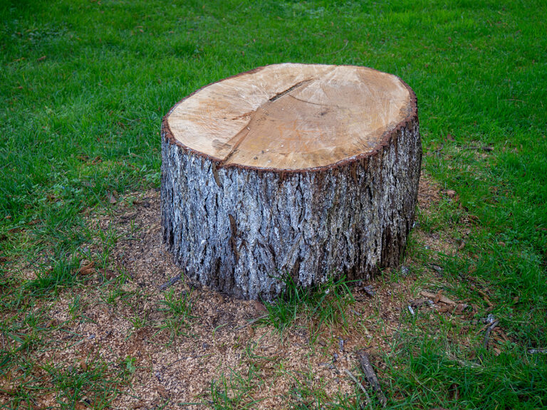 The Ultimate Guide to Tree Stump Removal Options | Complete Tree Care