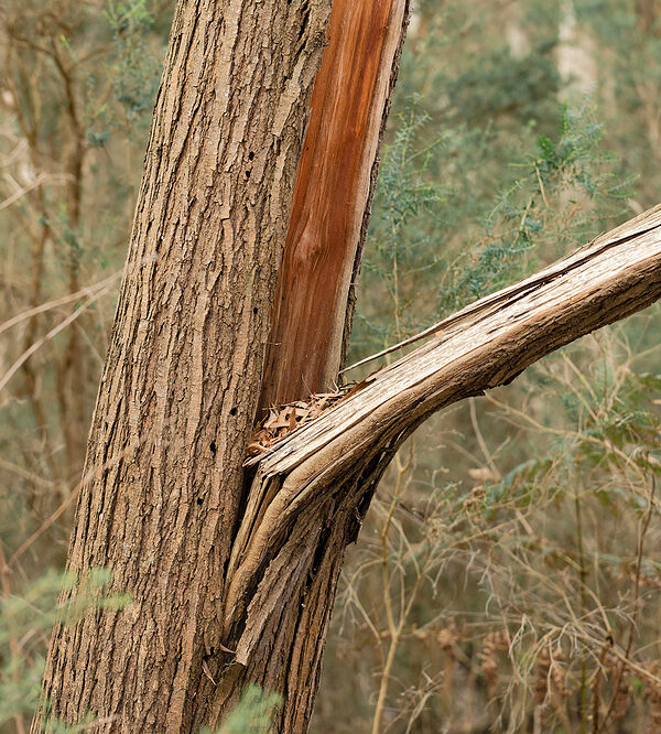 Call 317-783-2518 For Tree Bark Repair in Indianapolis Indiana