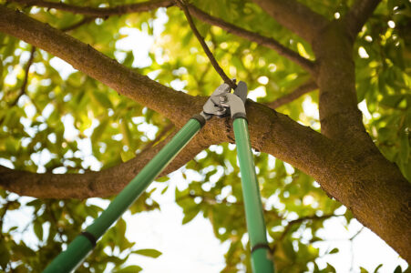 Best Practices for Tree Thinning: A Comprehensive Guide Complete Tree