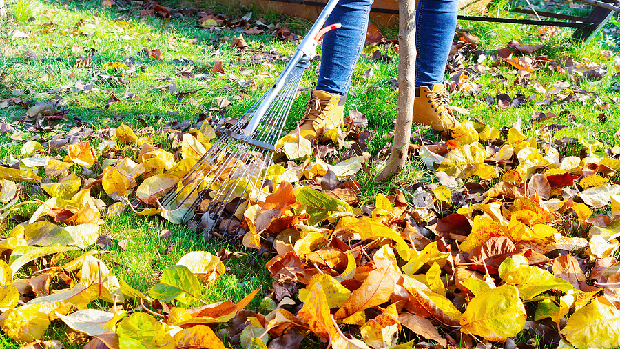 Call 317-783-2518 For Autumn Tree Service in Indianapolis Indiana