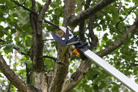 Corrective Pruning vs Maintenance Pruning: What’s the Difference