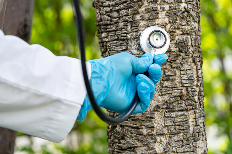 Recognizing the Signs When to Call a Tree Doctor Complete Tree Care