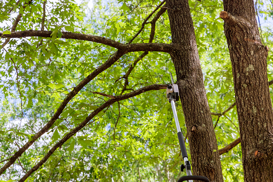 Call 317-783-2518 For Tree Trimmer Near Indianapolis