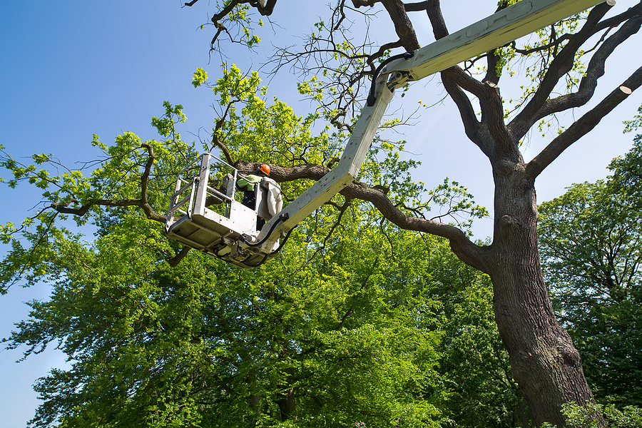 Call 317-783-2518 For Tree Pruning in Indianapolis Indiana