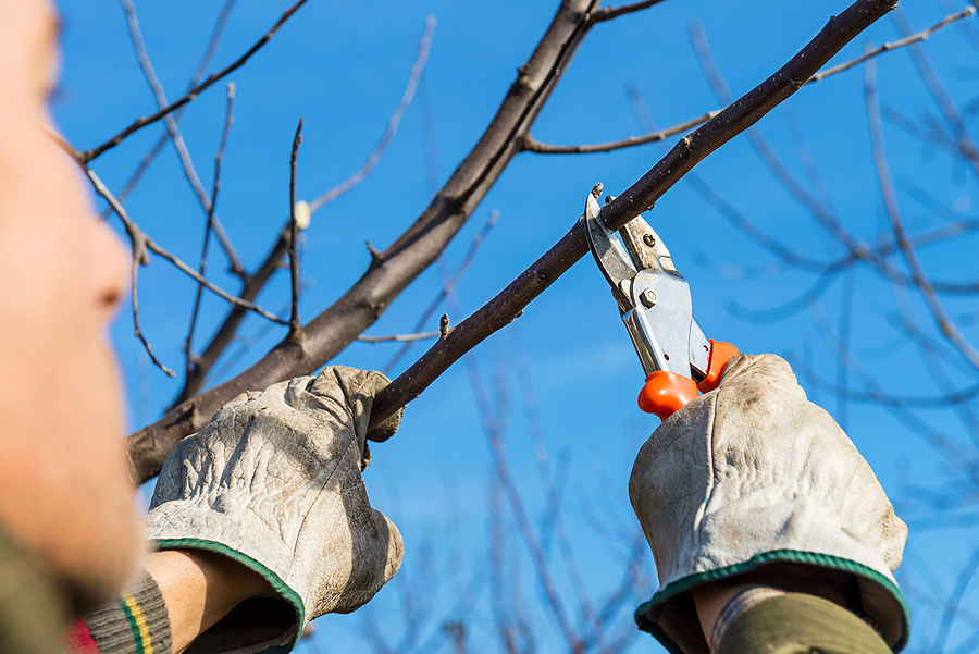 Call 317-783-2518 For Professional Spring Tree Pruning and More in Indianapolis Indiana