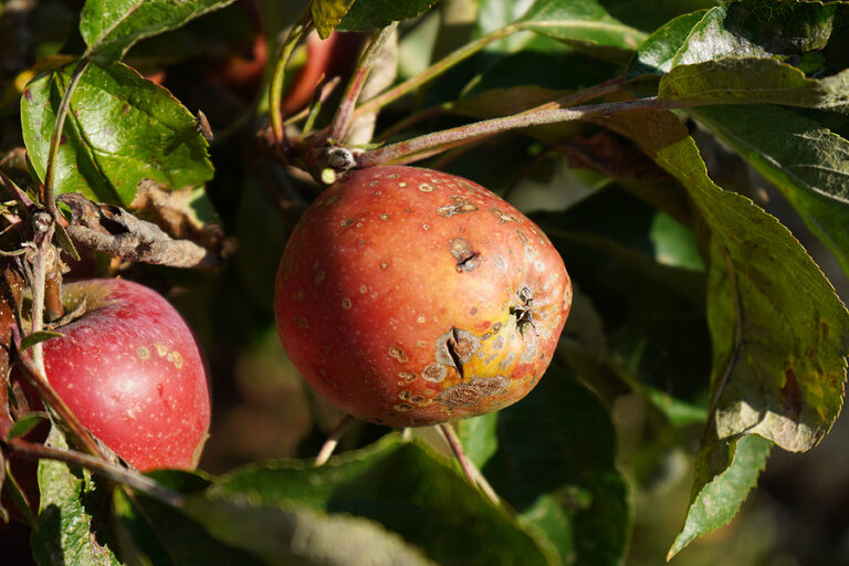 Common Tree Fungal Diseases in the Midwest and How to Prevent Them ...