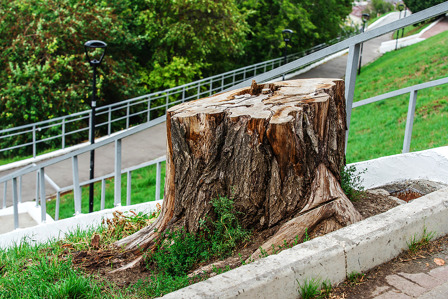 Call 317-783-2518 For Local Tree Removal Service in Indianapolis