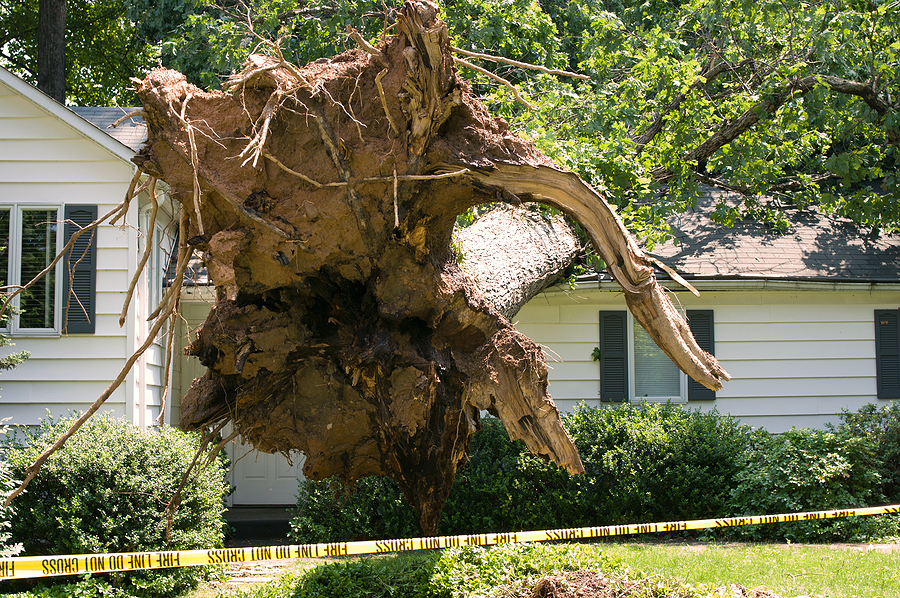 Call 317-783-2518 for Professional Storm Damage Tree Removal in Indianapolis
