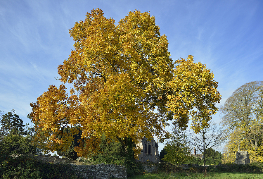 Shagbark Hickory Tree