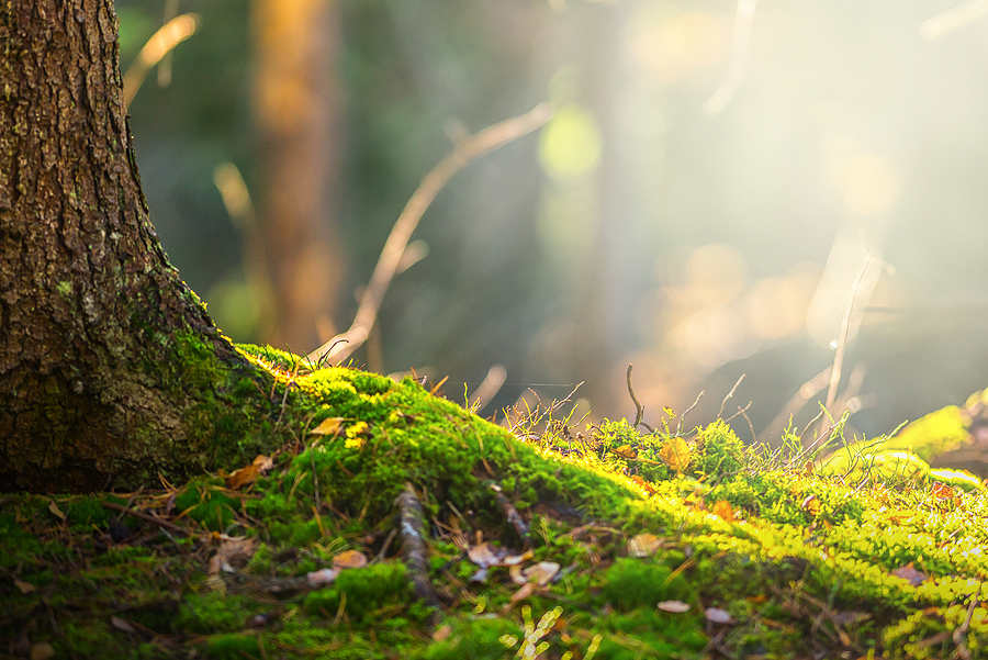 Call 317-783-2518 If You Are Looking For a Local Tree Service Provider in Indianapolis