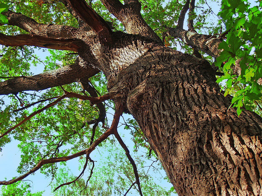 Call 317-783-2518 If You Are Looking For Professional Tree Care Service in Indianapolis