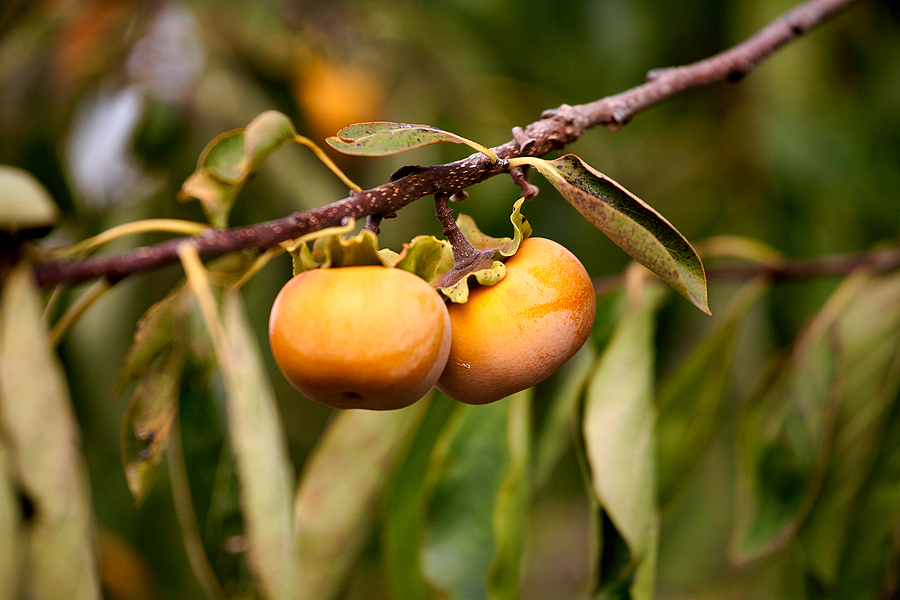 Call 317-783-2518 for Professional Fruit Tree Pruning Service This Fall in Indianapolis