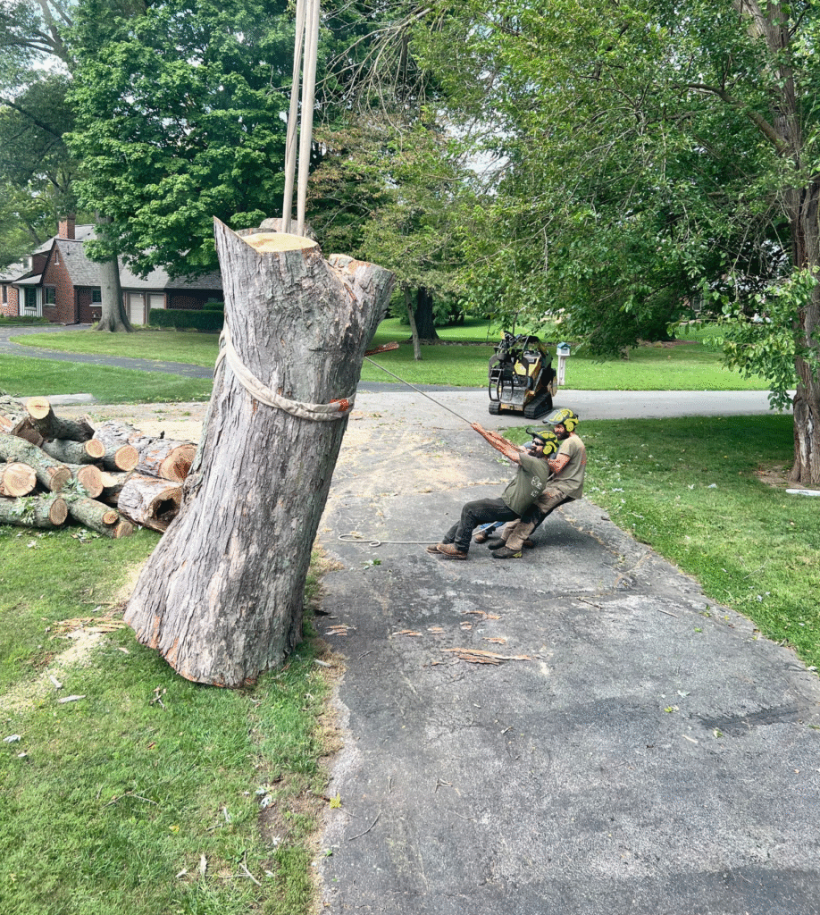 Call 317-783-2518 If You Are Looking For Professional Tree Removal Service Near Indianapolis
