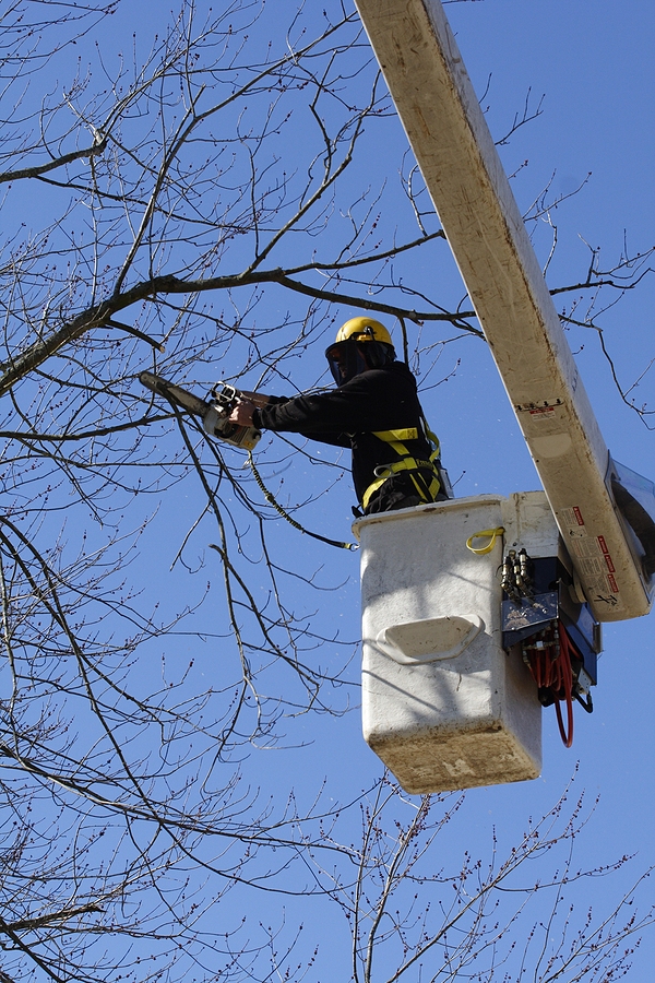Call 317-783-2518 for Professional Dead Tree Limb Removal in Indianapolis