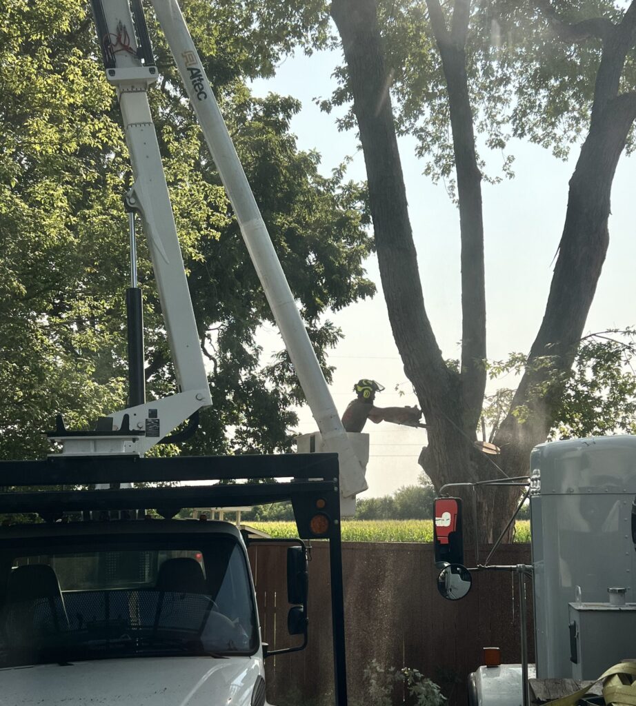 Call 317-783-2518 for Large Tree Removal in Indianapolis