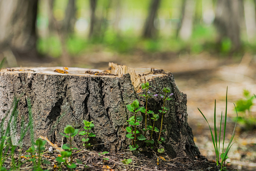 Call 317-783-2518 for Affordable Tree Stump Removal Service in Indianapolis