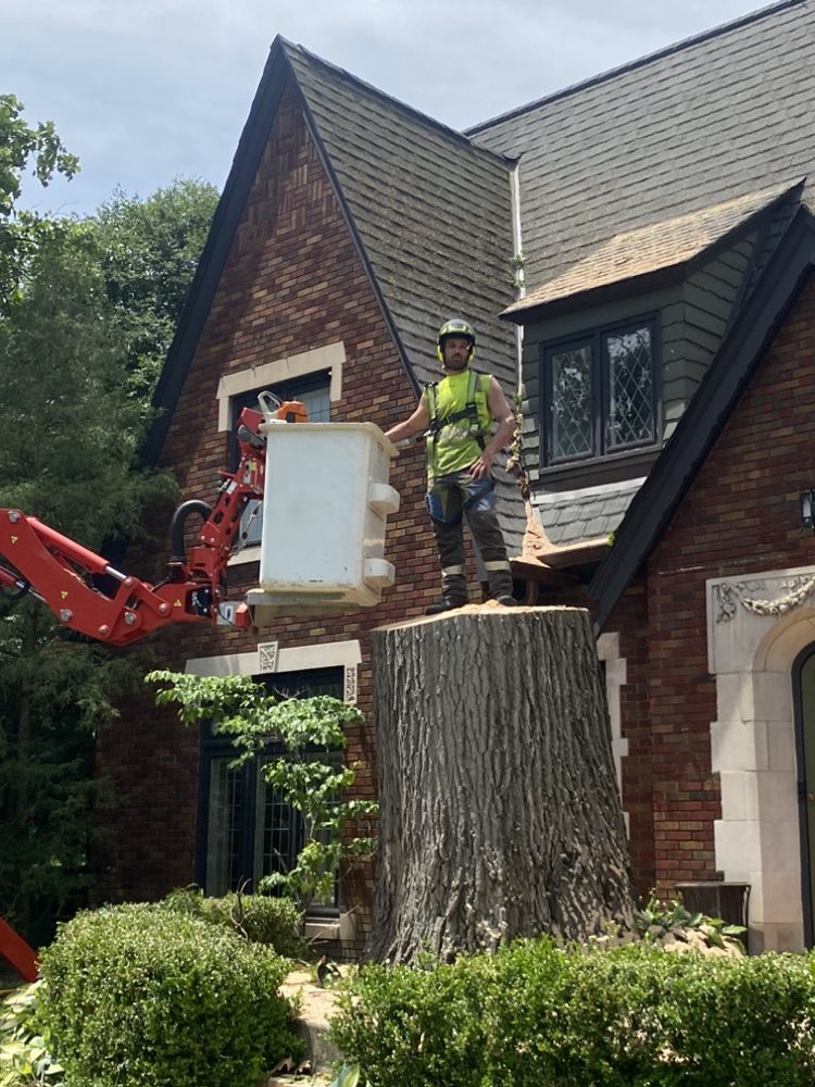 Call 317-783-2518 for Big Tree Removal in Indianapolis