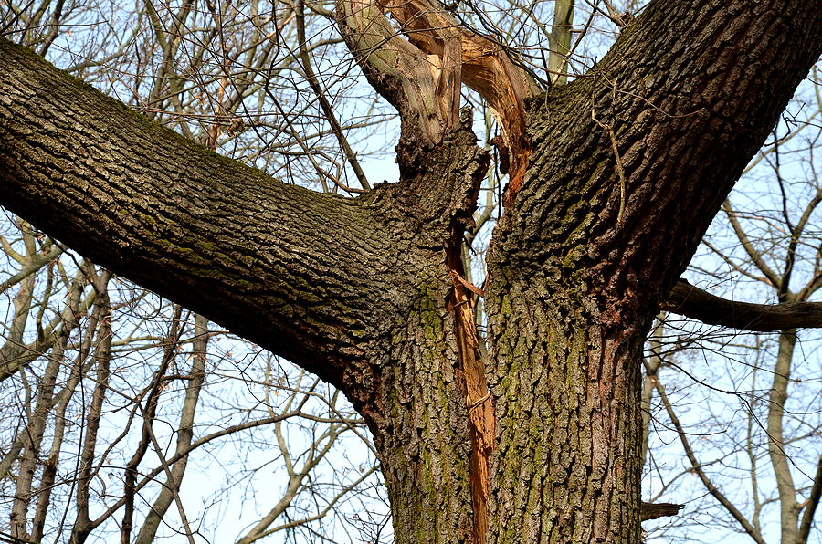 Call 317-783-2518 for Crown Splitting Tree Removal in Indianapolis