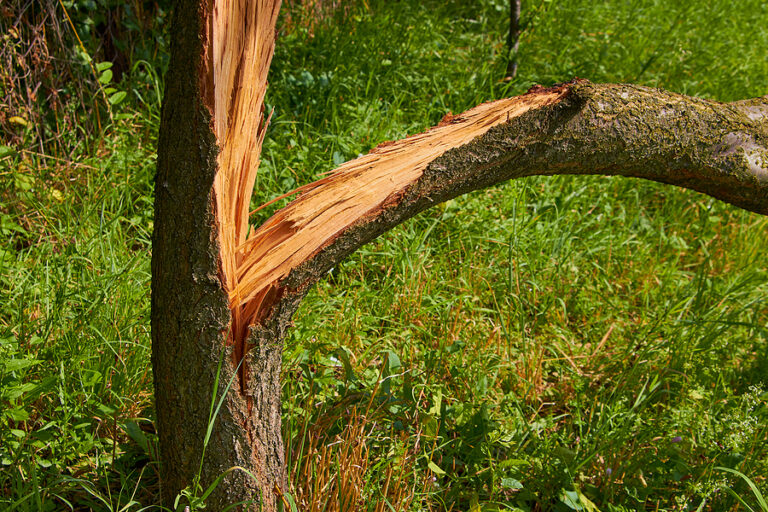 Splitting Tree Example Can A Split Tree Trunk Be Saved? Solutions for Indiana Homeowners ...