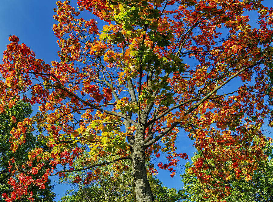 Plant Native Indiana Trees Like the Sugar Maple!